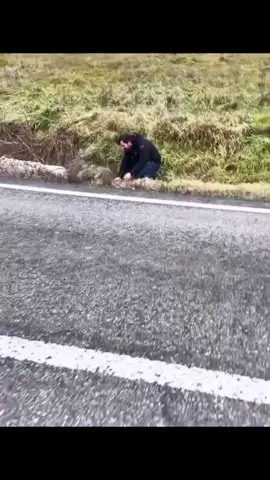 Rescue a dog on the road. #rescue #rescueanimal #dog #animals #fyp 