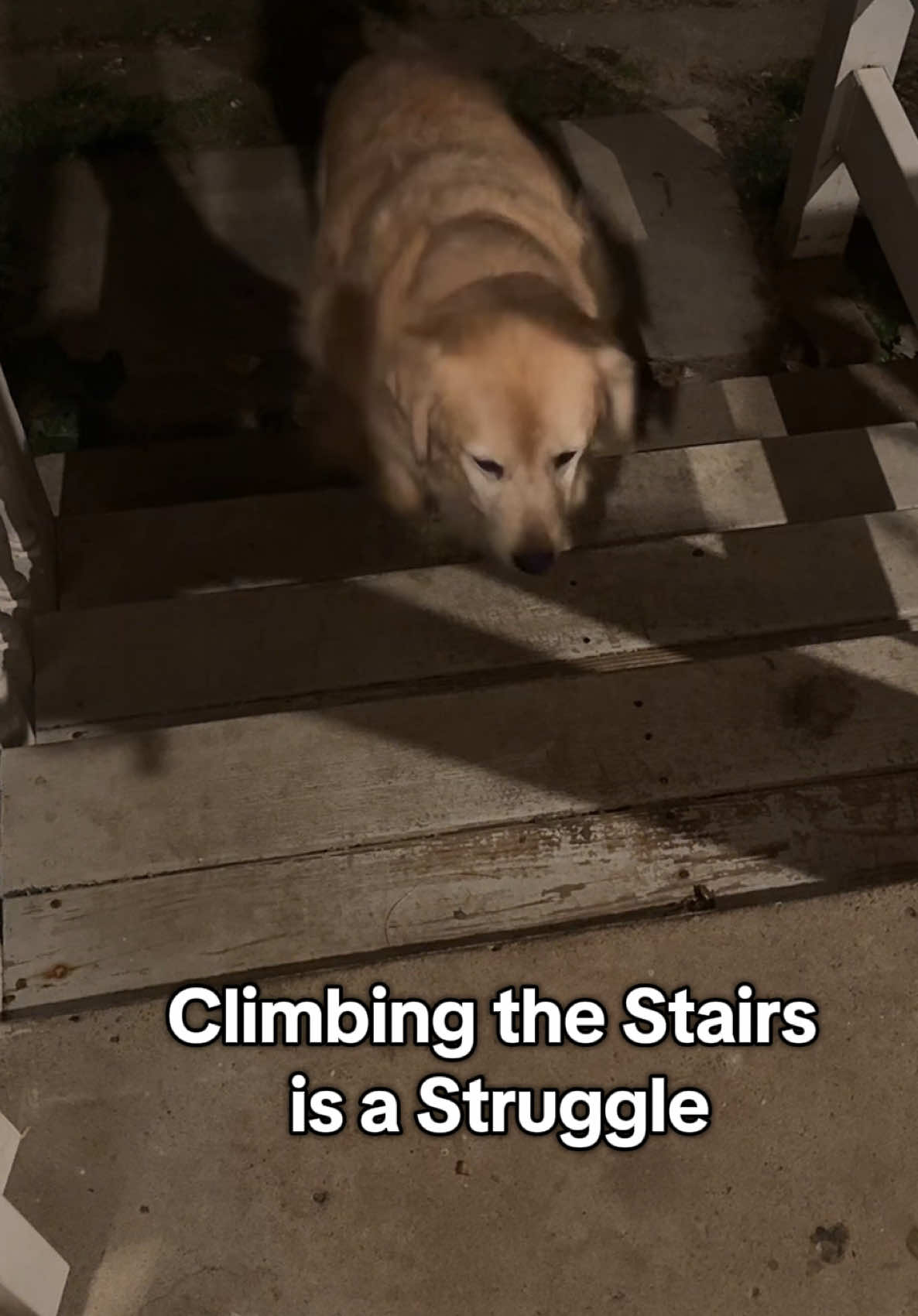 Joint pain in dogs #health #pets #dogs #help #pain #joint #goldenretriever 