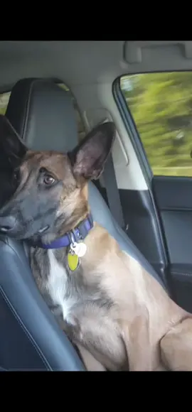 #creatorsearchinsights #checking #malinoisoftiktok #malinois #legacy #dogsoftiktok #furbabiesoftiktok #malinoislovers #schnauzermix #fursisters #carride #fyppp 🐾💖