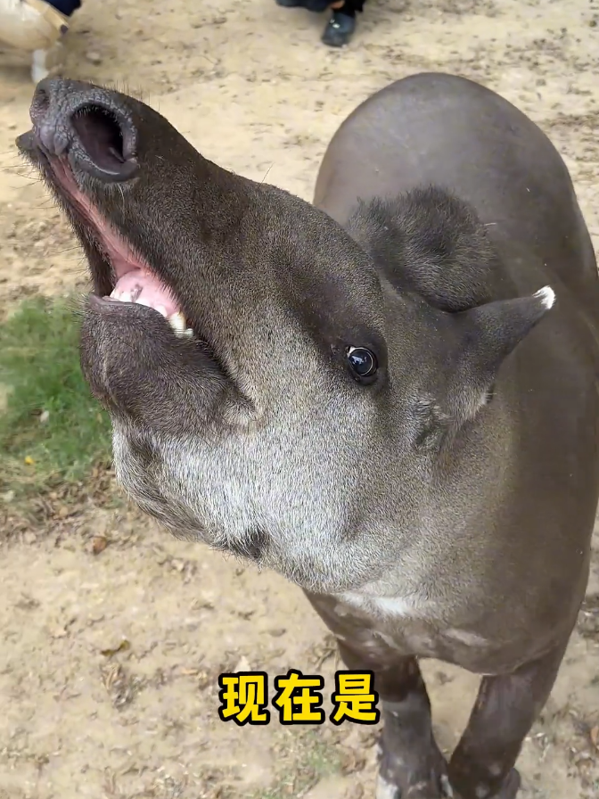 #funny #animals 