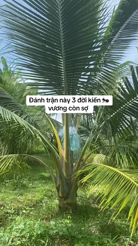 #xuhuong #dua 🌴mã lai 