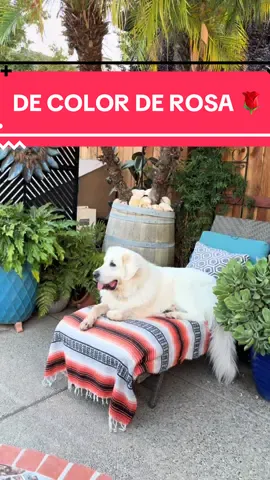 Nuestro Güero precioso muy meditativo en los camastros. Living his best life. #decolorderosa #decolorderosaveolavidahermosa #trending #trendingvideo #viral #viralvideo 