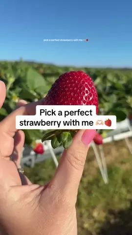 The snap 🫡👌🏻 #strawberry #strawberries #farm #farmer #farming #australia #satisfying 