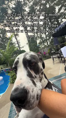 Does your Dane cob on your arm all day or is mine broken? #GreatDanesOfTikTok #GreatDanePuppy #Cobbing #70K #Doesitreallymatter #Eyebrows 