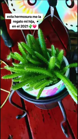 #amantesdelasplantas #mundodeplantas #100kviews #😘😘😘 #cactus #🌵🌵🌾🌿 