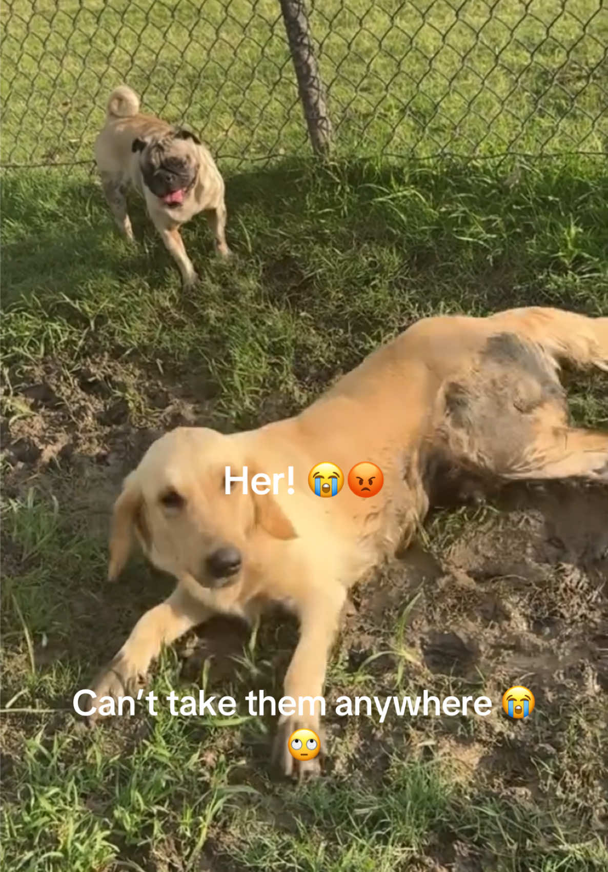 Out of all things ! 😭😭 she decided to get in the dam mud 🙄😭