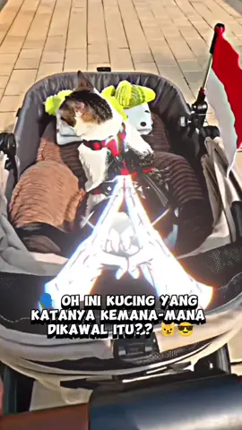 TUAN BOBBY KERTANEGARA 😼😎 #bobbykertanegara #bobbykucingprabowo #kucingprabowo #kucinglucu #kucinggemoy #pecintakucing #catlover #fyppppppppppppppppppppppp 