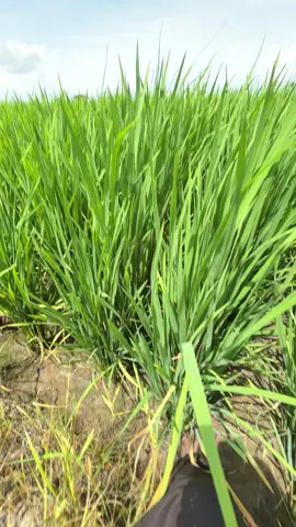 #wijapaggalung🌾 #fyp #petanimuda #anakpetani🌾         #lewatberanda #petaniindonesia🇮🇩🇮🇩🇮🇩🌿🌿 #storybugis #petanigenz #fypシ゚ 