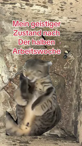 #Meme #MemeCut #worklifebalance #kollegen 