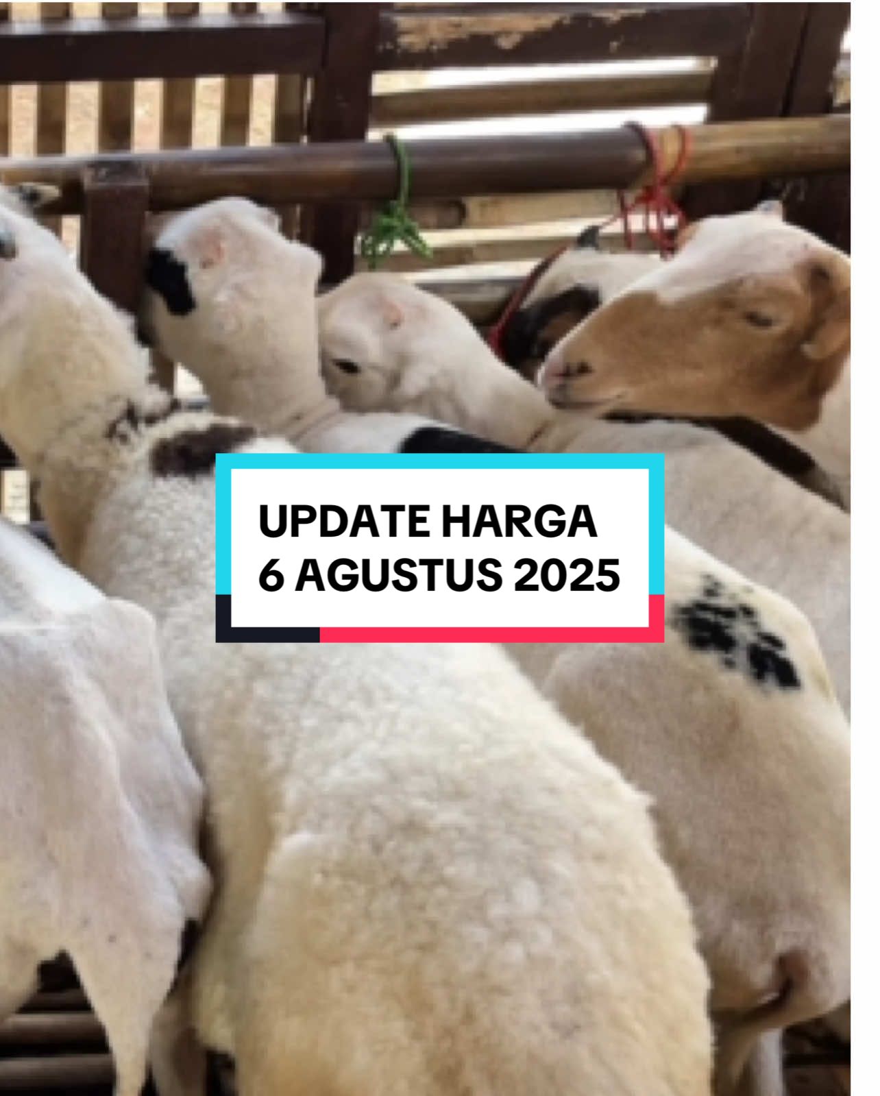 BIBIT DOMBA GARUT HAMIL JUMBO #bibitgarutmurah #fypシ゚viral #fyp #dombagarutmurah 
