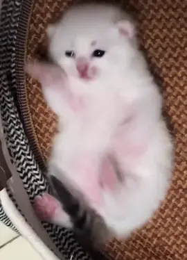 ❤️#cat #catlover #catbaby #cute #kitten 
