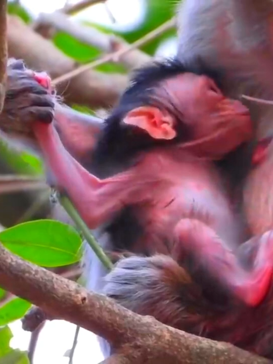 Adorable_love_a_newborn_macaque#monkeylife #monkey