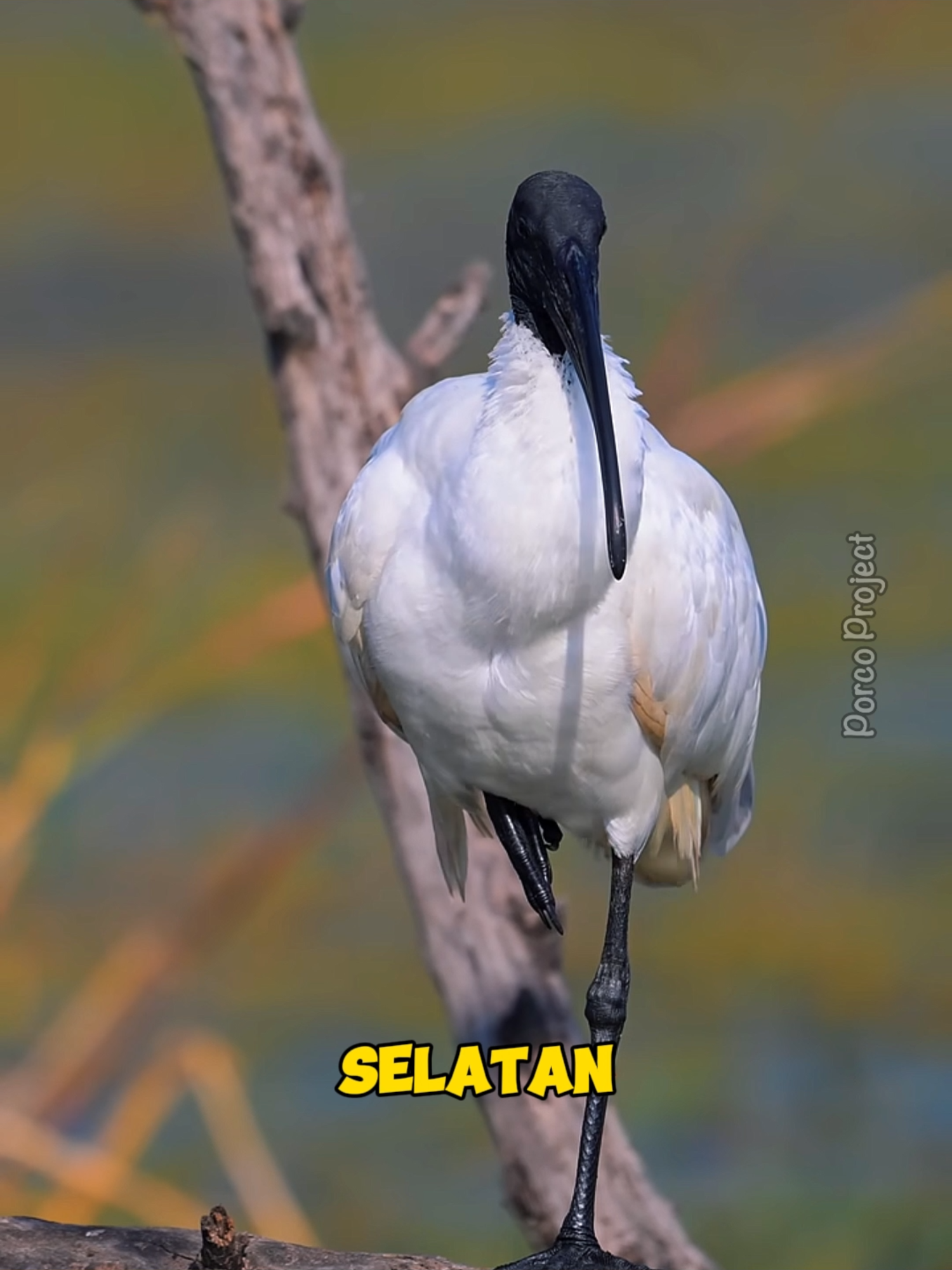 Burung Ibis Putih Kepala Hitam. #fyp #faktamenarik #duniahewan #burung #ibis