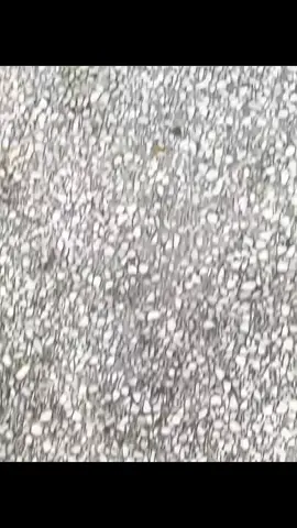 #keduyentiensinh 