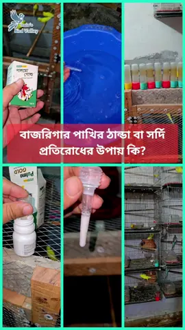 বাজরিগার পাখির ঠান্ডা লাগা বা সর্দি লাগা সমস্যার সমাধানের উপায় কি? #pakhi #birds #পাখি❤️❤️❤️❤️ #পাখি💜💜🌹👈 #পাখি #খামার #বাজরিগার_পাখি🐦🐦🐦😘😘 #বাজিগর #বাজুরিকা #budgerigar #budgies #budgie #baazigar #baziger #বাজরিগারপাখি #জাপানিজ_বাজরিগার #japanese_budgerigar 