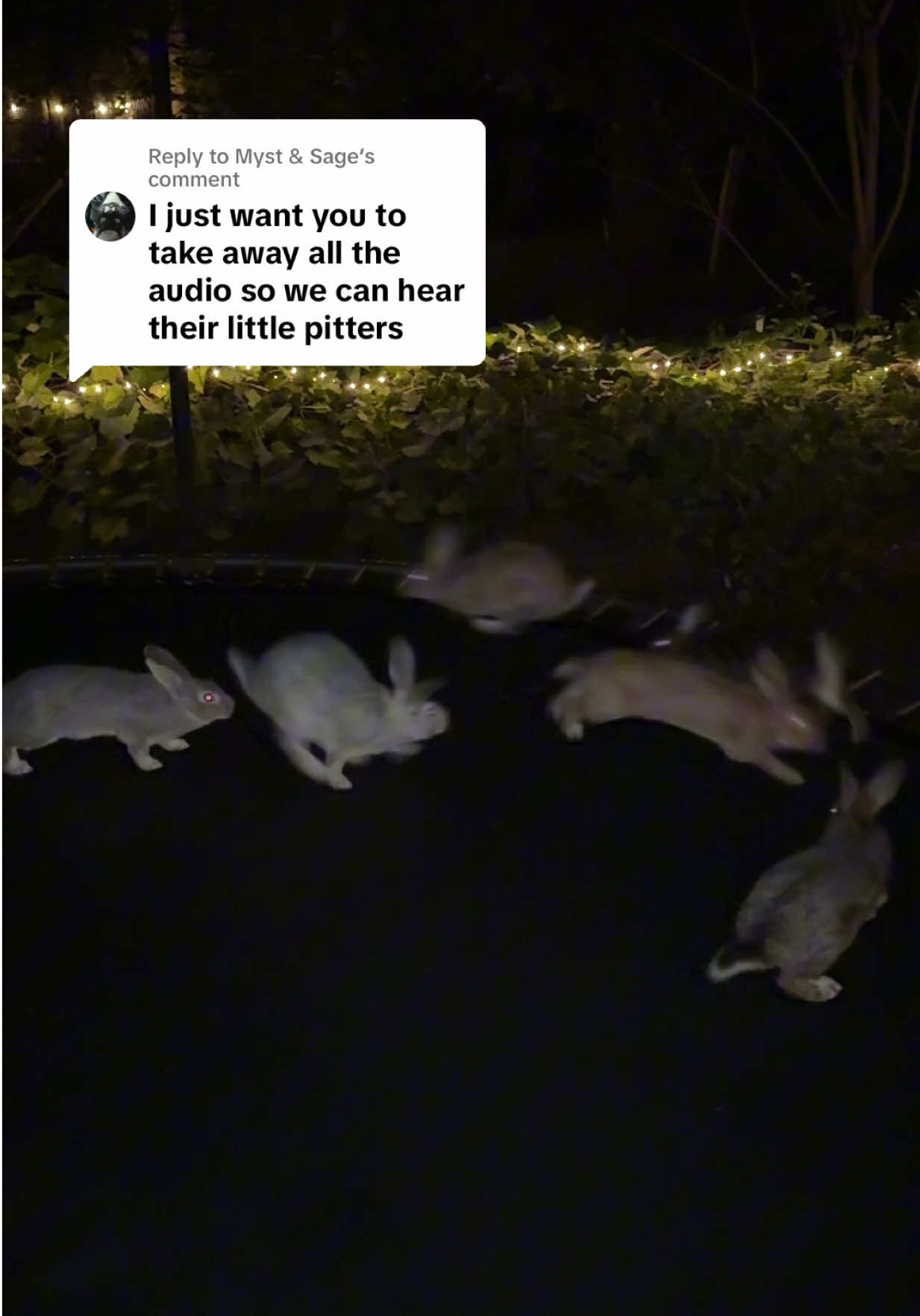 Replying to @Myst & Sage  Here’s my real bunnies jumping on a trampoline with no audio added  #thisisnotai # fyp #bunniesjumping #bunniestramphgh