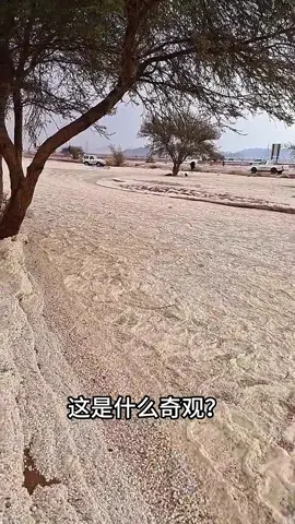 #奇趣自然 