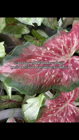 แลบสไมล์เดนทอล แนะนำโดยคุณหมอ 