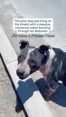 This Pup Was Left To Suffer In Agony On The Streets As A Cancerous Tumor Ripped Through Her Abdomen... Meet our #DogOfTheWeek, Princess Diana. After tracking her for over a week, Princess Diana finally walked out into the open road, alone and clearly in pain. Most notably, she had a massive tumor bursting through her abdomen, her fur was patchy and balding, and her eyes were in very bad shape. We reached out to every rescue we knew. We begged for help, but no one could take her, so we had to find a way to make room. After several failed attempts, we finally trapped her. We rushed her to the vet, but the news was even worse than we feared. Princess Diana was diagnosed with TVT (Transmissible Venereal Tumor), an excruciating and contagious form of cancer that causes tumors to erupt at the point of contact. As for her eyes, she suffers from entropion, which causes the eyelids to fold inward and rub against the corneas. Her left eye was damaged beyond repair and had to be removed. We’re still trying to save the other. She also tested positive for Lyme disease and will need a full month of antibiotics. She is anemic, covered in infected skin, and has almost no teeth left. However, through the pain and suffering, she remains the sweetest and most gentle girl. We are desperately working to find her a medical foster while we prepare her to begin chemotherapy. If you can, please consider contributing to Princess Diana’s medical fund or donating any items from her wish list of supplies. You can also share this post to help us spread the word and find her a foster home. We will keep you updated when we can. Thank you for your compassion and generosity. 🔗DONATE - LINK IN BIO #dogoftheday #rescuedog #stopanimalcruelty #tvt #rescuestory #dogsinneed #caninecancer #dogrescue #animallovers #animalwelfare