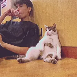 kucing vs letdown