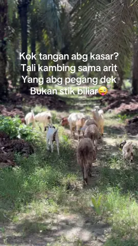 Haahah🙏🏻🤭#peternakmudaindonesia #kambingqurban #kambingmerino #juragankambing🐐 #kandangwedos #peternakmuda #peternak #wedos 