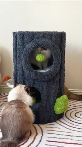 Solid wood cat tree - #kittens #kitten #fyp 
