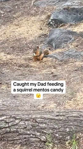 Ya Dad.. probably shouldn’t do that lol #squirrel #mentos #papa #vacay #funny 