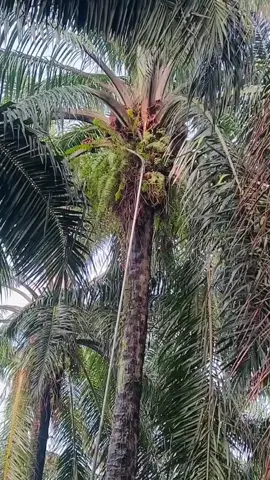 sawit super🌴#tobadak #mamujutengah #durisawit #kulisawit 