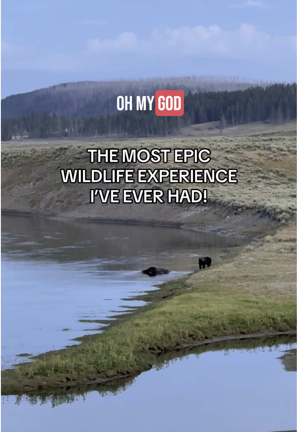 Still in shock after this crazy wildlife experience in Yellowstone National Park. We watched a grizzly bear and a wolf both come into Hayden Valley to feed on a bison that had died in the river. It was the most epic wildlife experience I’ve ever had… and my first wolf sighting in Yellowstone. 🐻🐺 Pure magic. 
