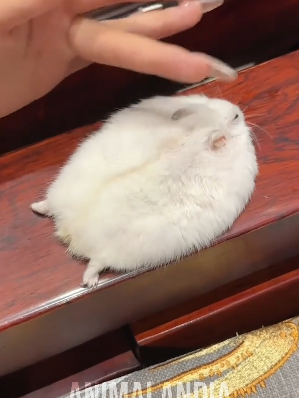 Até os mais fofos precisam de uma válvula de escape #curioso #animais #bichos #hamster 