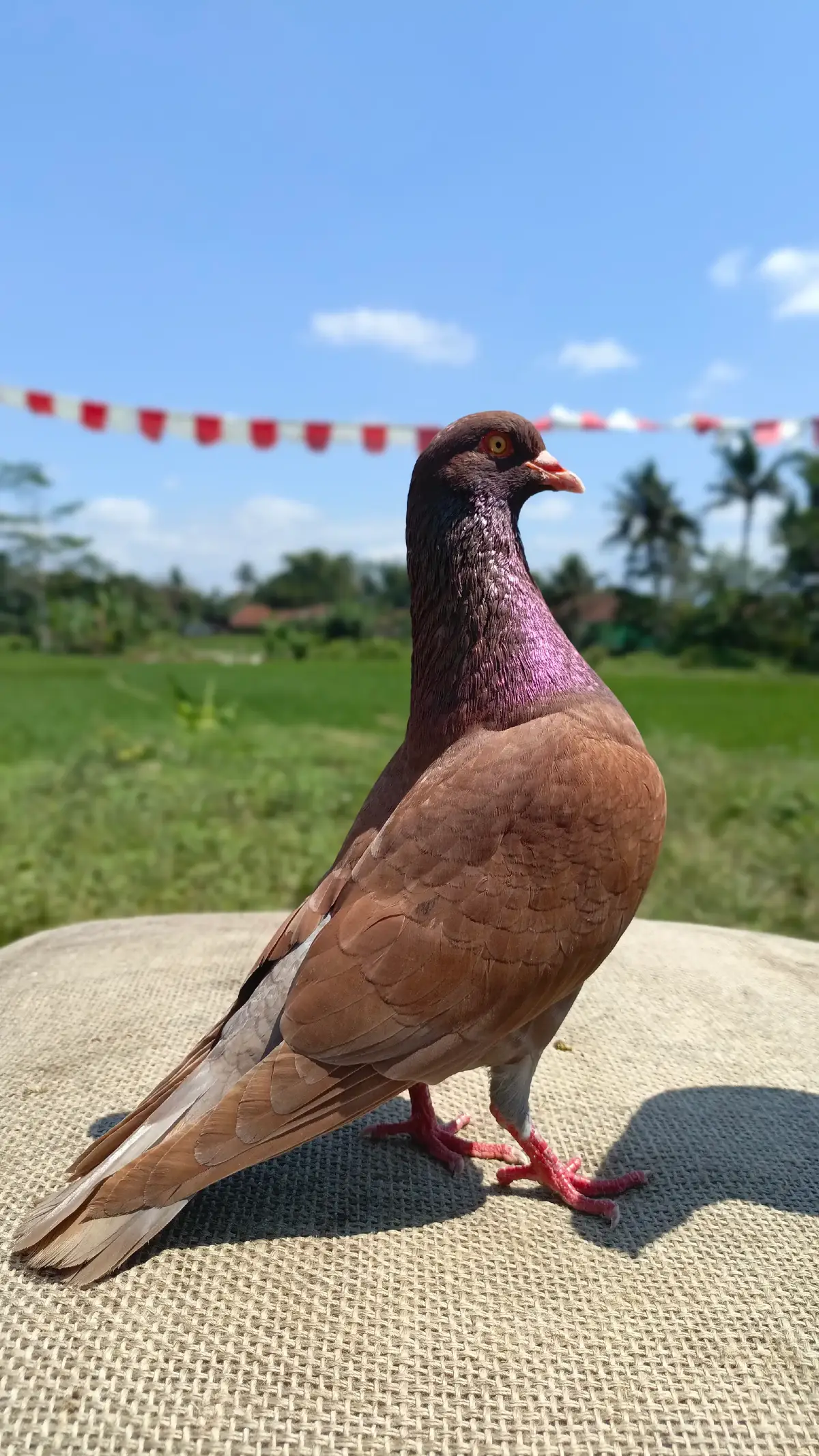 Beli burung murah kagak mau tinggi , susah di latih 😂 #merpatilovers  #merpatikolong 