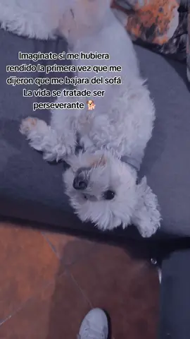 #LIVEIncentiveProgram #LIVECanBeEasy #PaidPartnership El que persevera alcanza 🐕