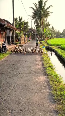 Jadi kangen pengen liat Bebek..!! 🦆