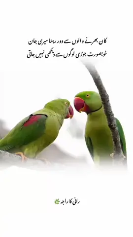 کان بھرنے والوں سے دور رہنا میری جان  خوبصورت جوڑی لوگوں سے دیکھ ہی نہیں جاتی