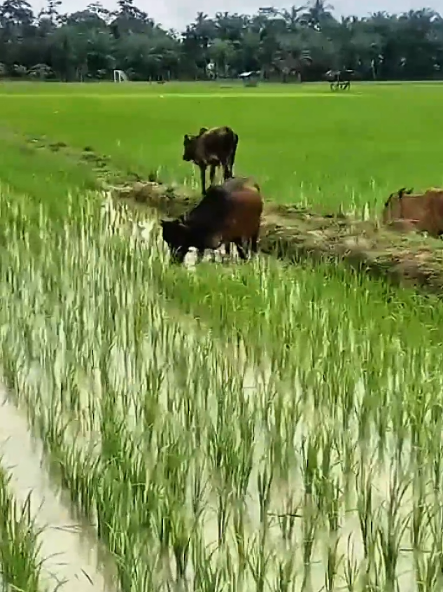 Diliarkan ternak sapi ini makan padi petani #ternaksapi 