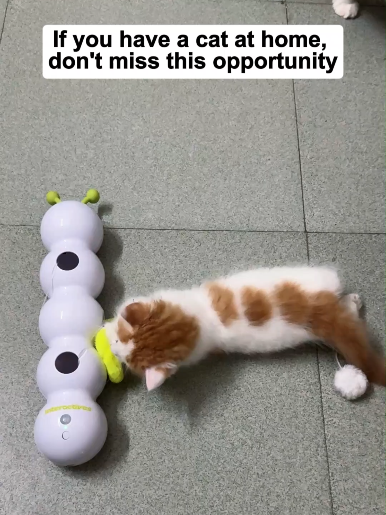 Wriggling Worm Caterpillar Interactive Cat Toy #cats #egyptianmau #catmum #catsoftictok #britishshorthair #scottishfold #ilovemycat #catlover #interactive #fyp #tiktok #funnytoys #toys #pets #cattoys #pet