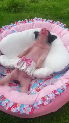 You look so cute when you sleep. #pig #piggy #cutepig 