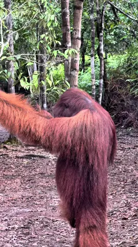 Bisa di lihat dari raut wajah si otan penuh pesan yang tidak bisa di ungkapkan nya #fyp #borneo #kalimantantegah #orangutan 