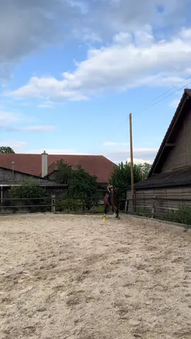 #traben #equestrian #reitbeteiligung #horsesoftiktok #reitvideos #newacc #die  @lea.hat.jeden.lieb  @:) 