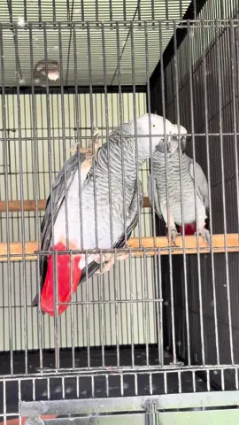 Beautifull African grey pair Alhamdulillah #trending #foryou #viralsong #foryoupage 