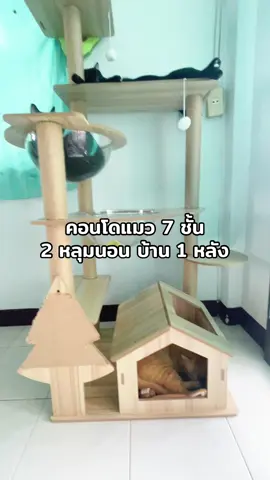 #คอนโดแมว #คอนโดแมวหลุมใส #คอนโดแมวขนาดใหญ่ #คอนโดแมว2หลุม #คอนโดแมว7ชั้น #คอนโดแมว7ชั้น2หลุม #ที่นอนแมว #ทาสแมว 