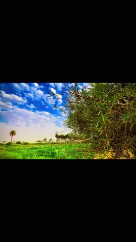 وماذا عن قلب ..يهواك؟#اليوسفيه_ديار_العز🌱🌱 #تصويري📷 