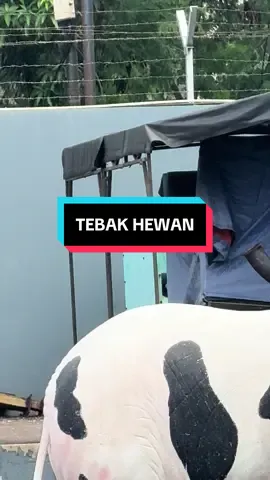 binatang apa hayo? saaa….
