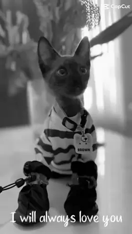 padahal kamu kemarin baru bangunin aku loh tapi siangnya kamu udah di panggil🙂😺