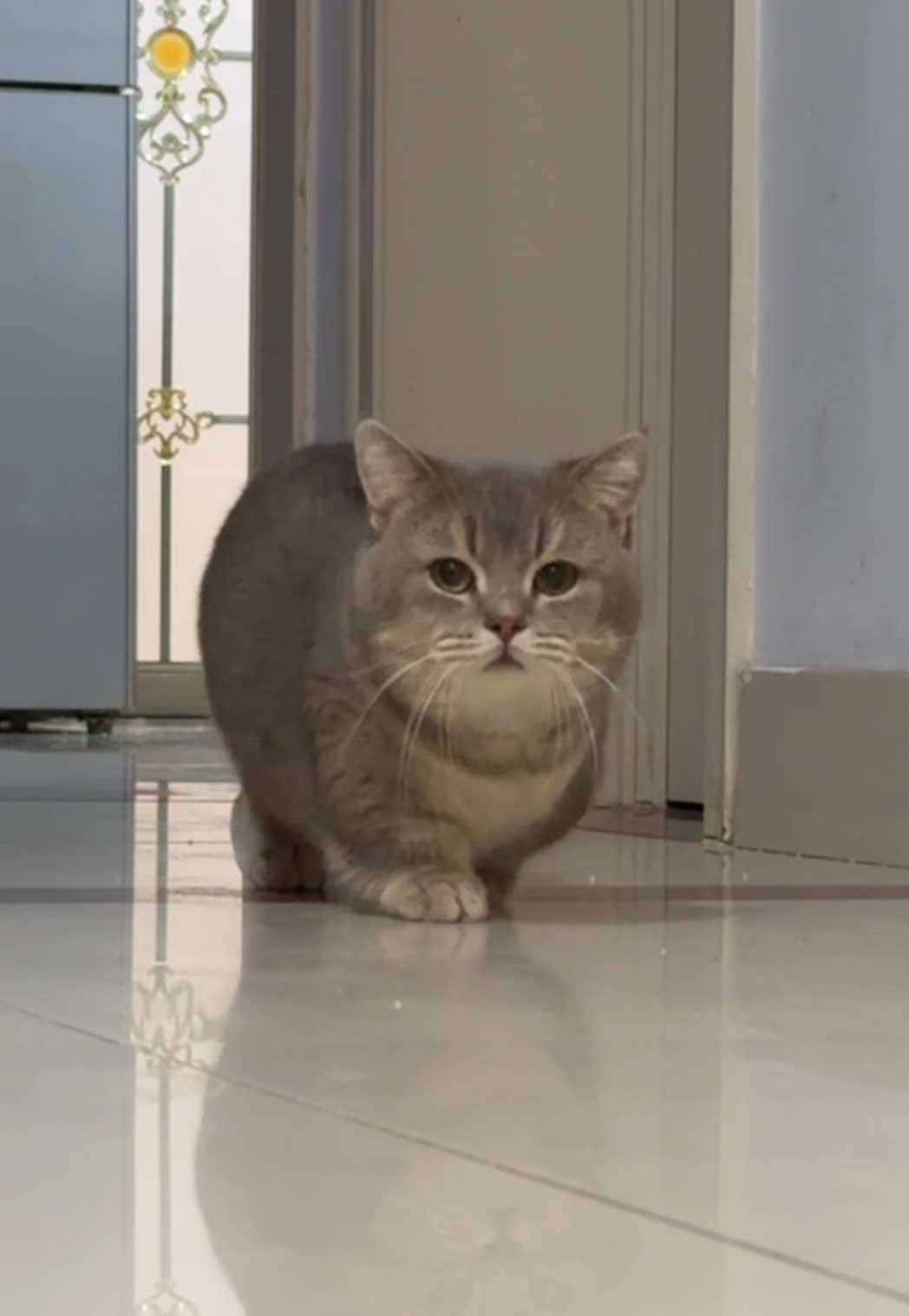 #funnyvideos #funny #cutecat #cat #catsoftiktok 