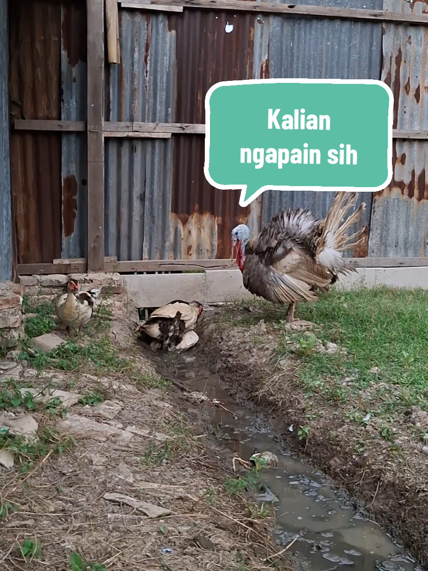 Ayam kalkun menonton entok lokal kawin#entoklokal #ayamkalkun #hiburansaja 