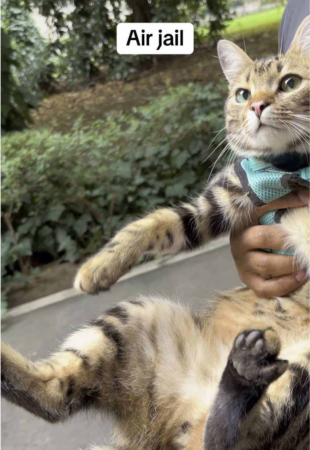 Sometimes he doesn’t feel like walking anymore and we need to carry him to his next starting point #catonaleash #catwalk #catsoftiktok #gatto #fypシ #fyp 