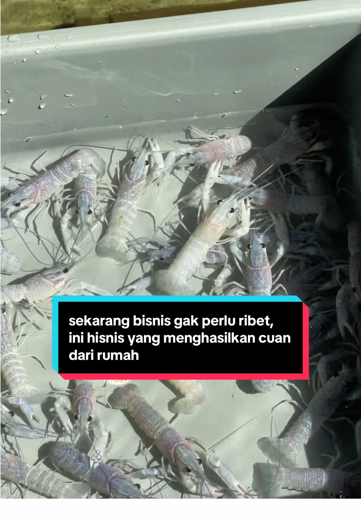 dirumah doang tapi bisa hasilin cuan terus menerus,ini dia budidya lobster air tawar  #bisnisanakmuda #bisnis #budidayalobsterairtawar #usaharumahan #lobsterairtawar #cuandarirumah #fypindonesia #fyp   #CapCut 