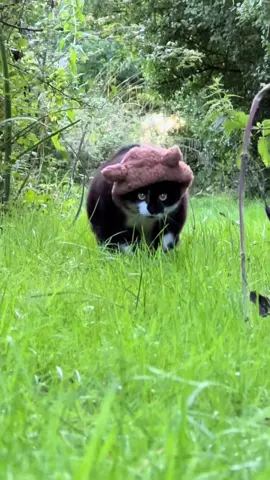 My Name is Big Kitty puss puss glad to meet you! #cat #cats #foryoupage #fyp #catstictok #catlover #catlife #tictok #catlovers #kitten #kitty #pet #cute #Love #meow #welovecat #catoftheday #pets #kittens  #animals #catlove #animal #cute #world #petsoftictok #kittensoftictok#onthisday 