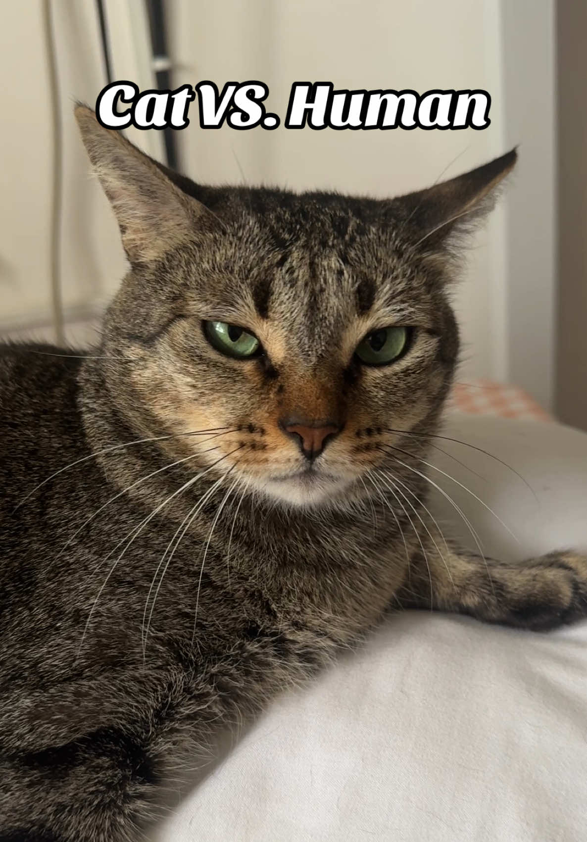 Wahhhhhh #cat #catsoftiktok #fight #catfight #catvshuman #fightme #fyp #fypage 